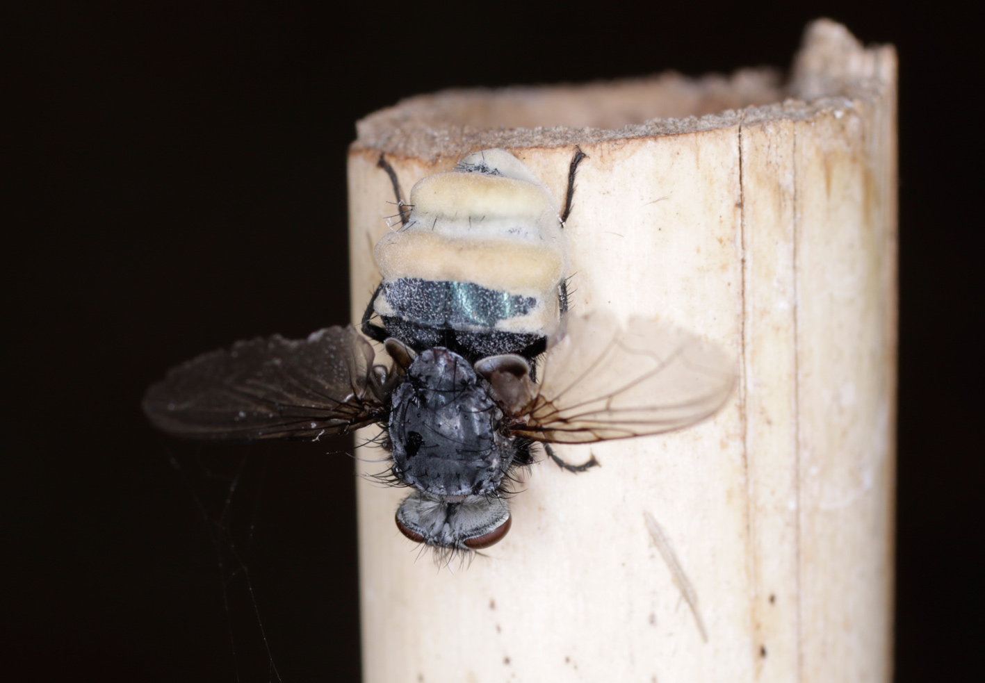 Mosca uccisa da un fungo diabolico